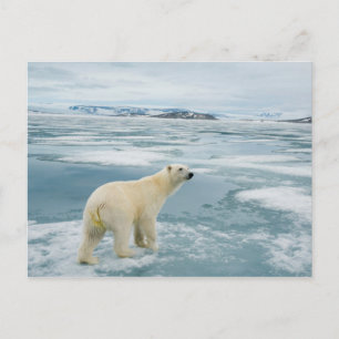 Carte Postale Norvège, Archipel de Svalbard, Spitsbergen 2