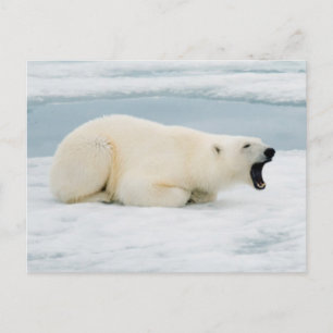 Carte Postale Norvège, archipel de Svalbard, Spitsbergen 3