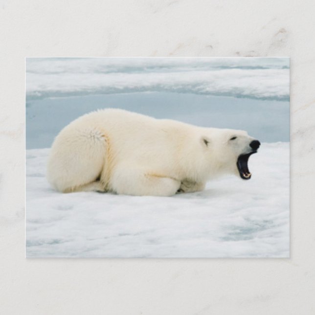 Carte Postale Norvège, archipel de Svalbard, Spitsbergen 3 (Devant)