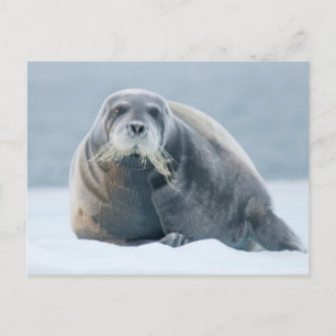 Carte Postale Norvège, archipel de Svalbard, Spitsbergen 4