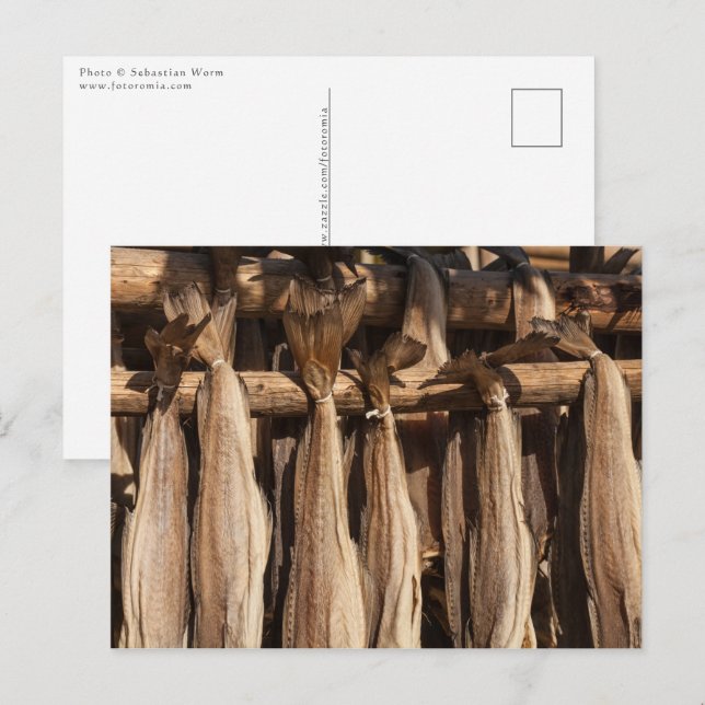 Carte Postale Norvège Lofoten Stockfish (Devant / Derrière)