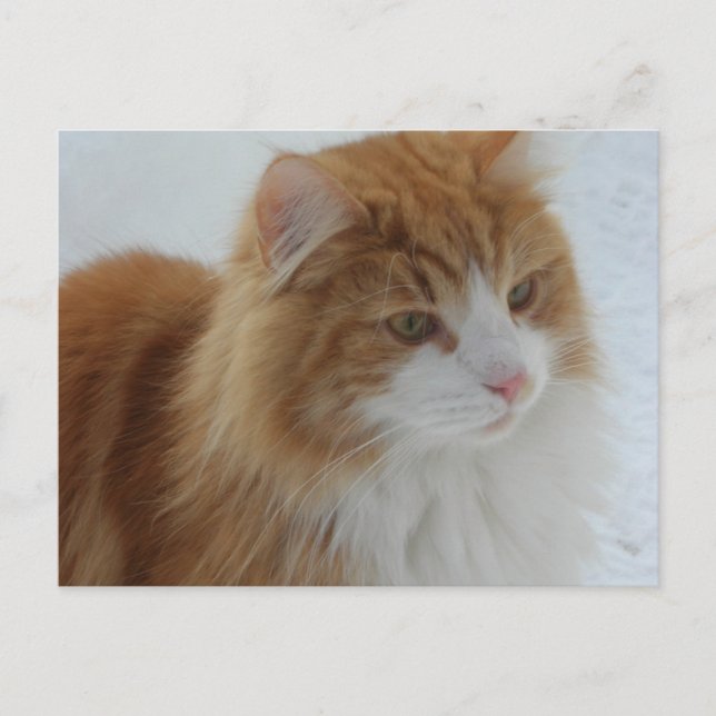 Carte Postale Norwegian_Forest_Cat (Devant)