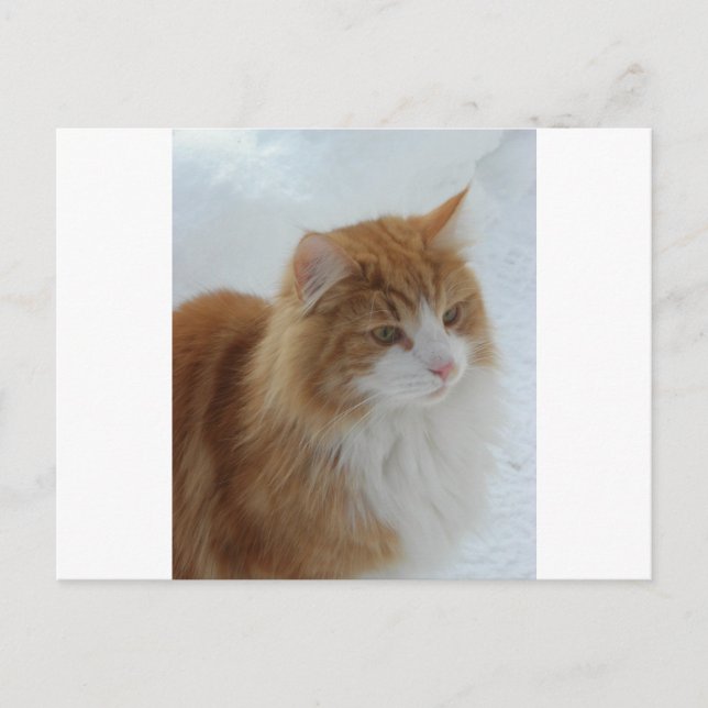 Carte Postale Norwegian_Forest_Cat (Devant)