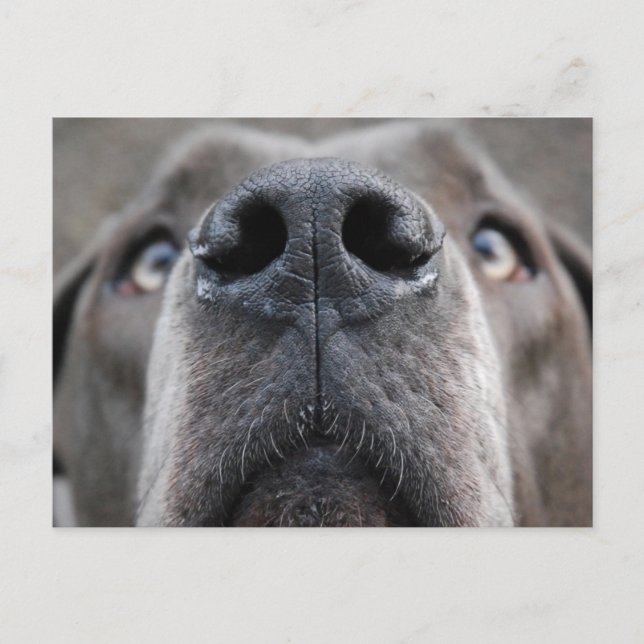 Carte Postale Nose de Grand Danois (Devant)