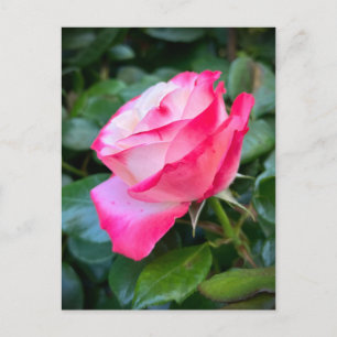 Carte Postale Nostalgie Rose Nostalgie