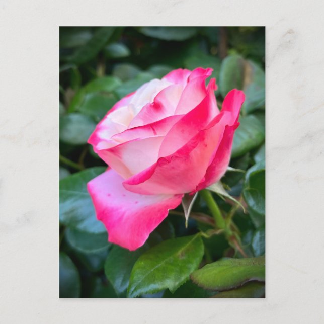 Carte Postale Nostalgie Rose Nostalgie (Devant)