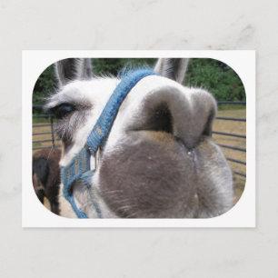 Carte Postale Nosy Llama