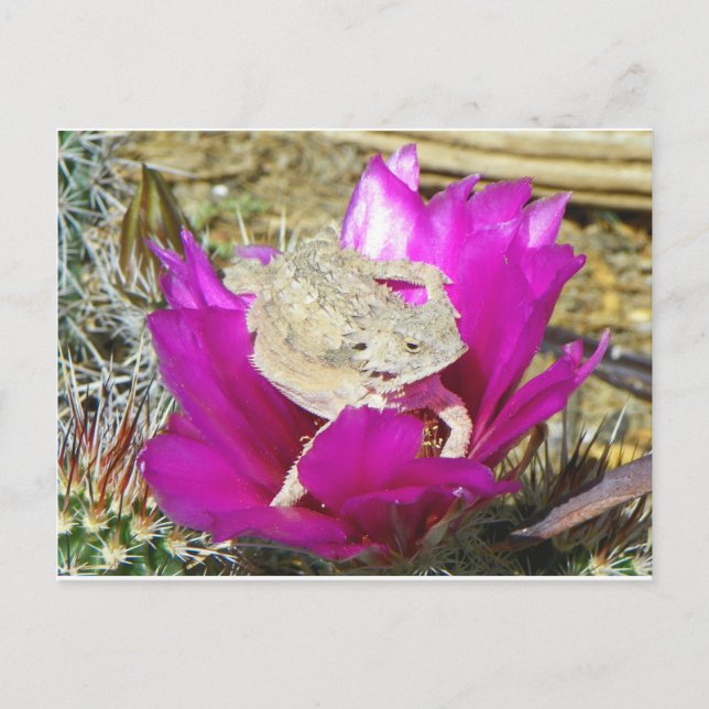 Carte Postale Notre Jardin Cactus Fleurit Un Lizard (Devant)