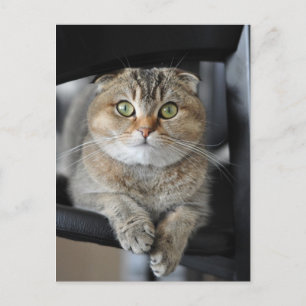 Carte Postale Nouilles