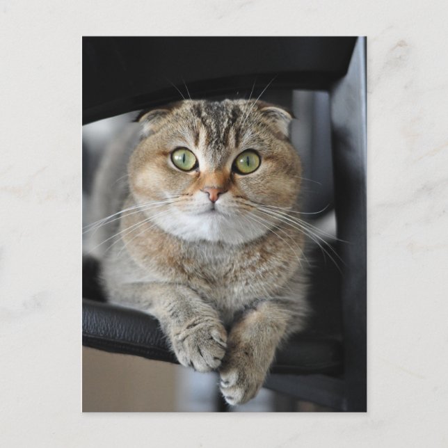 Carte Postale Nouilles (Devant)