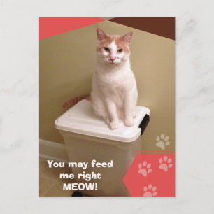 Carte Postale Nourrissez-moi tout de suite ! Chat drôle 