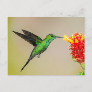 Carte Postale Nourriture brillante de colibri à partir d'une fle