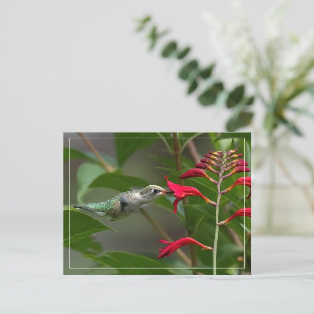 Carte Postale Nourriture De Colibri À Red Crocosmia (Debout devant)