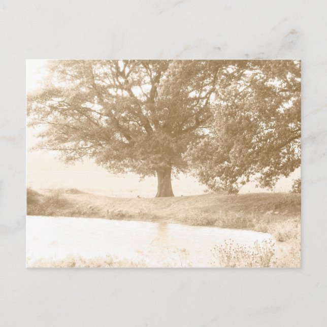 Carte Postale Nous sommes tous du même arbre (Devant)