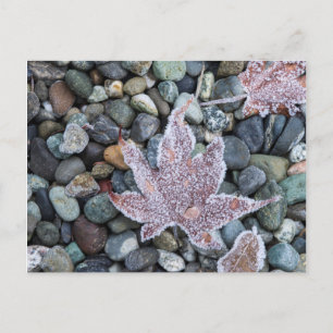 Carte Postale Nous, Wa, Bainbridge Island. Gelée matinale 2