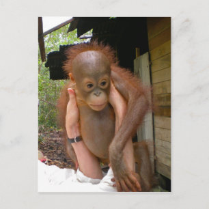 Carte Postale Nouveau bébé doux Orangutan