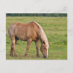 Carte Postale Nouveau-Brunswick, Canada. Cheval dans un champ.