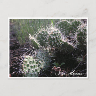 Carte Postale Nouveau Cactus mexicain