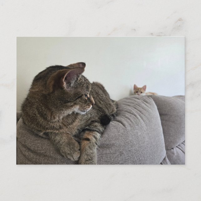 Carte postale nouveau chaton (Devant)