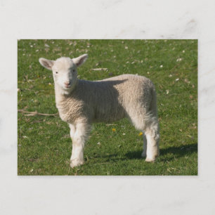 Carte Postale Nouveau Lamb, près de Dunedin, île du Sud, Nouvell
