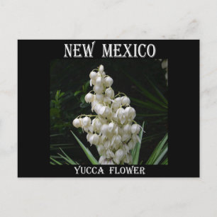 Carte Postale Nouveau-Mexique Fleur du Yucca