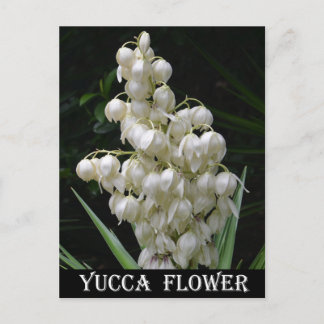 Carte Postale Nouveau-Mexique Fleur du Yucca