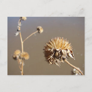 Carte Postale Nouveau-Mexique : floraisons hivernales