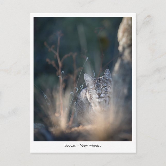 Carte Postale Nouveau-Mexique photo du paysage (Devant)