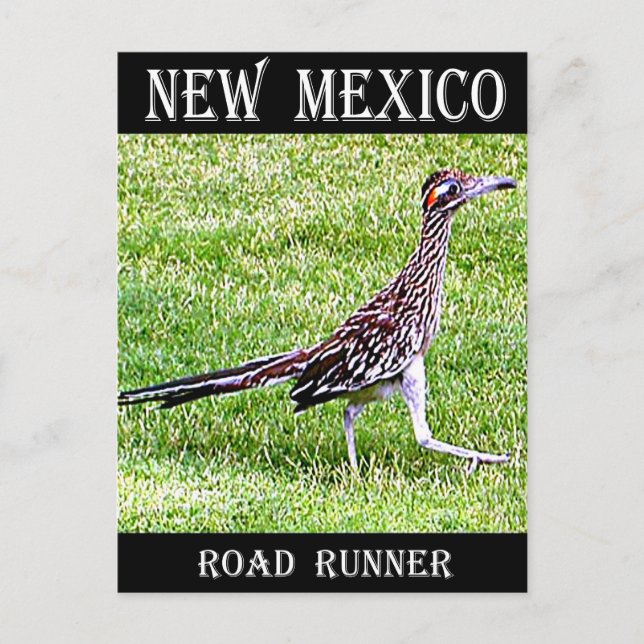 Carte Postale Nouveau-Mexique Roadrunner (Devant)