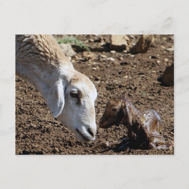 Carte Postale Nouveau-né (Devant)