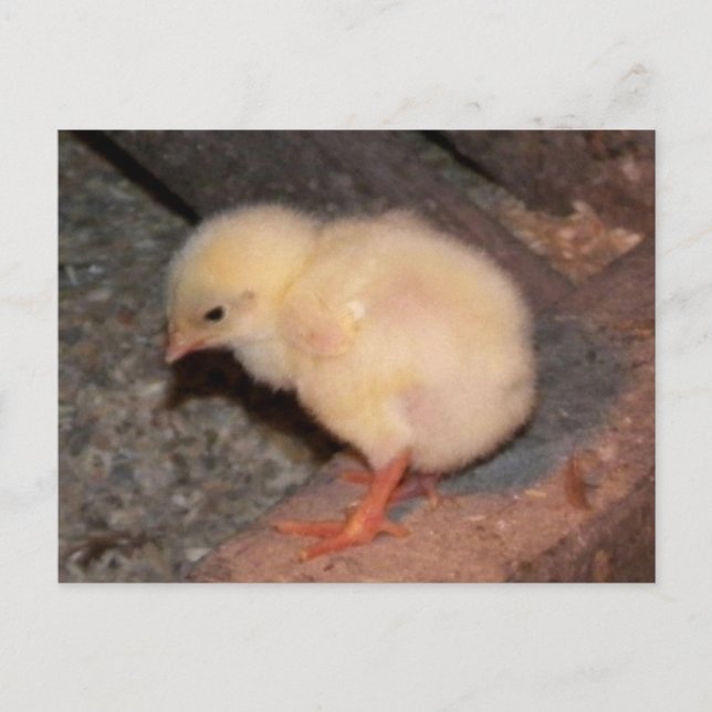 Carte Postale Nouveau-né Chick (Devant)