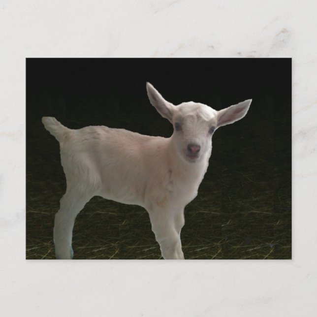 Carte Postale Nouveau-né Doing (Devant)