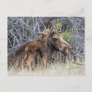 Carte Postale Nouveau-né veau orignal blottissant sa mère