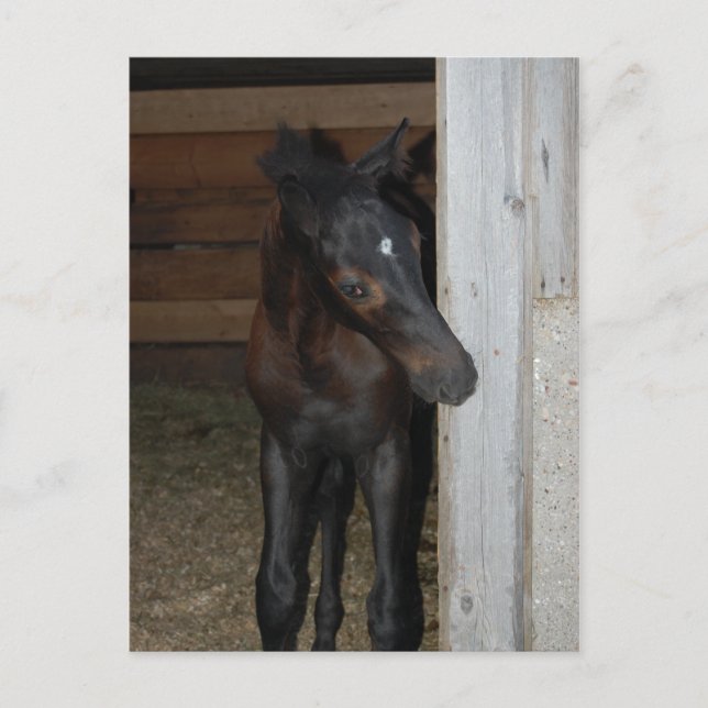 Carte Postale Nouveau poney/cheval (Devant)