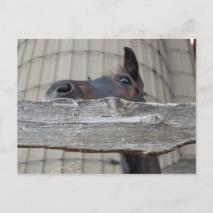 Carte Postale Nouveau poney/cheval