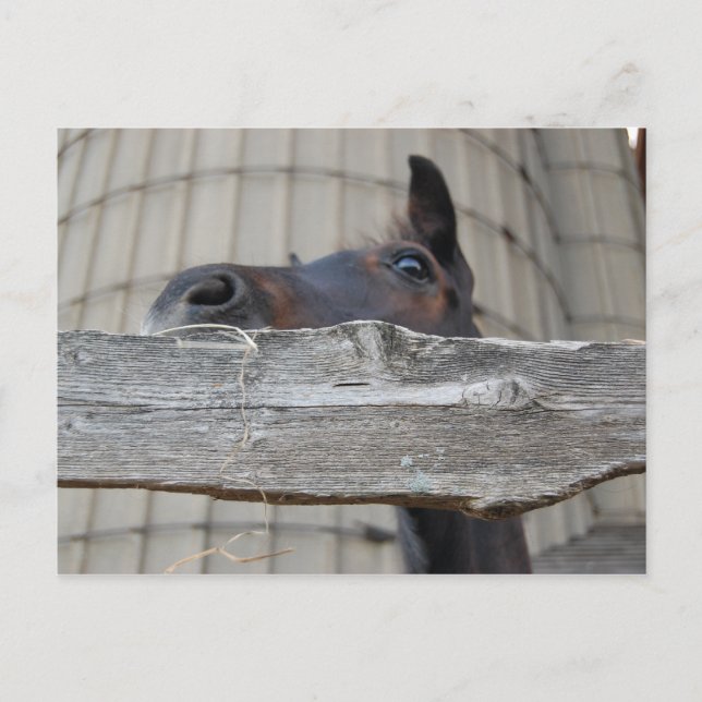 Carte Postale Nouveau poney/cheval (Devant)