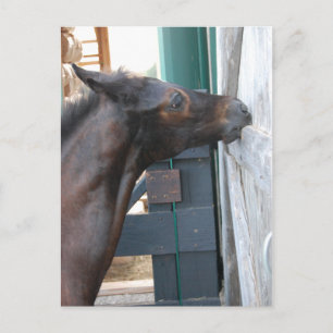 Carte Postale Nouveau poney/cheval