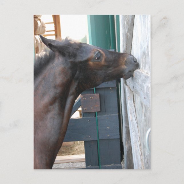 Carte Postale Nouveau poney/cheval (Devant)