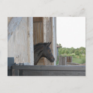 Carte Postale Nouveau poney/cheval