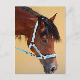 Carte Postale Nouveau poney forestier