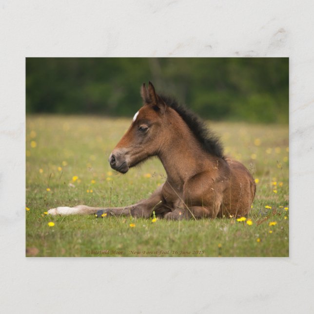 Carte Postale Nouveau poulain forestier (Devant)