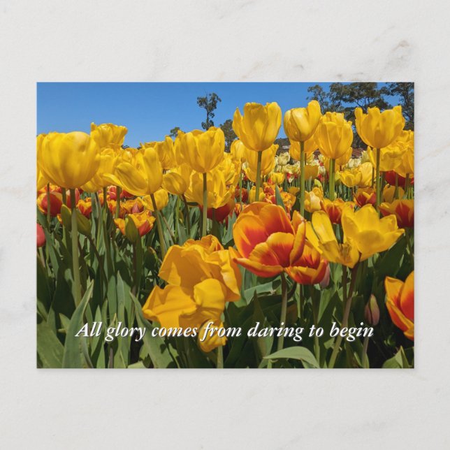 Carte Postale Nouveaux Débuts Tulipes Jaunes de Printemps (Devant)