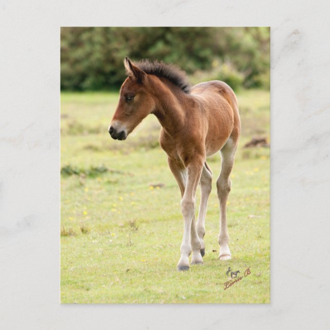 Carte Postale Nouvel écorce de poney forestier (Devant)