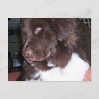 Carte Postale Nouvelle fille