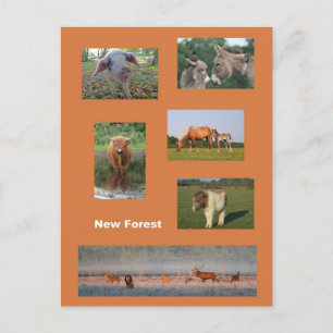 Carte Postale Nouvelle forêt