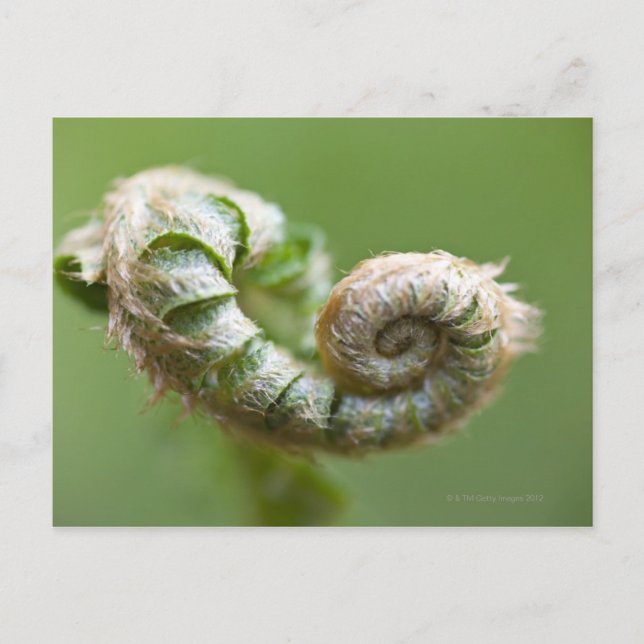 Carte Postale Nouvelle succursale de Fern (Devant)