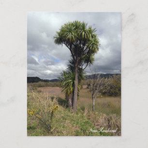 Carte Postale Nouvelle-Zélande, Cabbage Tree, Nature indigène