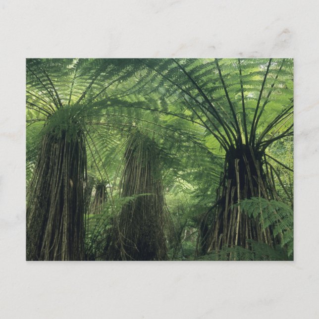 Carte Postale Nouvelle-Zélande, Haast Valley, Westland, Soft Tre (Devant)