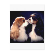 Nova de Fleet Street Tippy