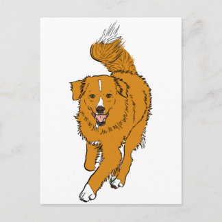 Carte Postale Nova Scotia Duck Tolling Retriever